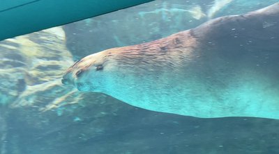 🐠 미야지마 수족관(미야지마 스이조쿠칸) 이미지 2